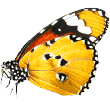 http://pawsinparadiselakeworth.com/wp-content/uploads/2019/08/butterfly.png